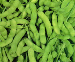 【メール便対応不可】野菜種エダマメ福鈴(ふくすず)1L
