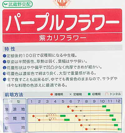 【メール便対応可能】野菜種紫カリフラワーパープルフラワー武蔵野交配40粒