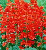 Salvia - トーホク 花の種 サルビア