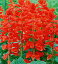 トーホク 花の種 サルビア