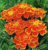 トーホク 花の種 マリーゴールド（赤） フレンチ系