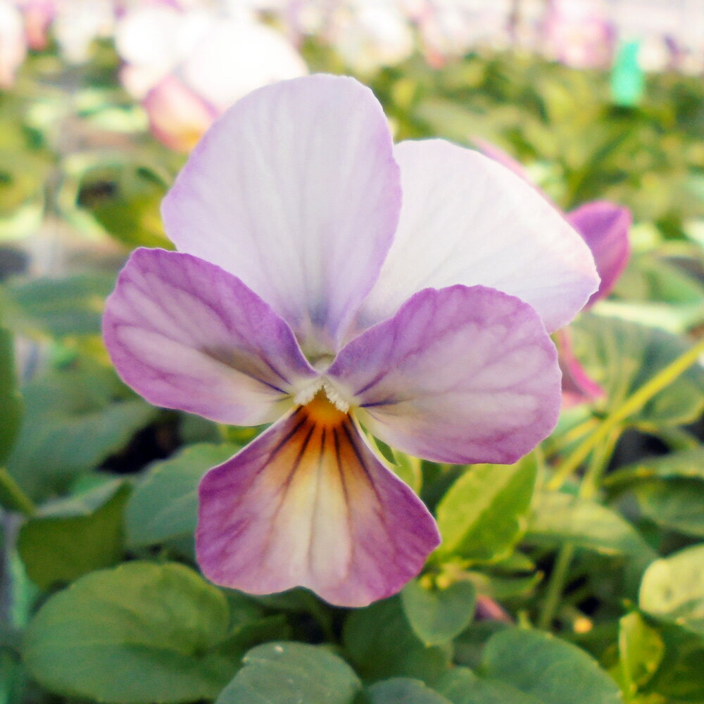 ビオラ苗 F1ビビ ピンクアンティーク 4株のサムネイル