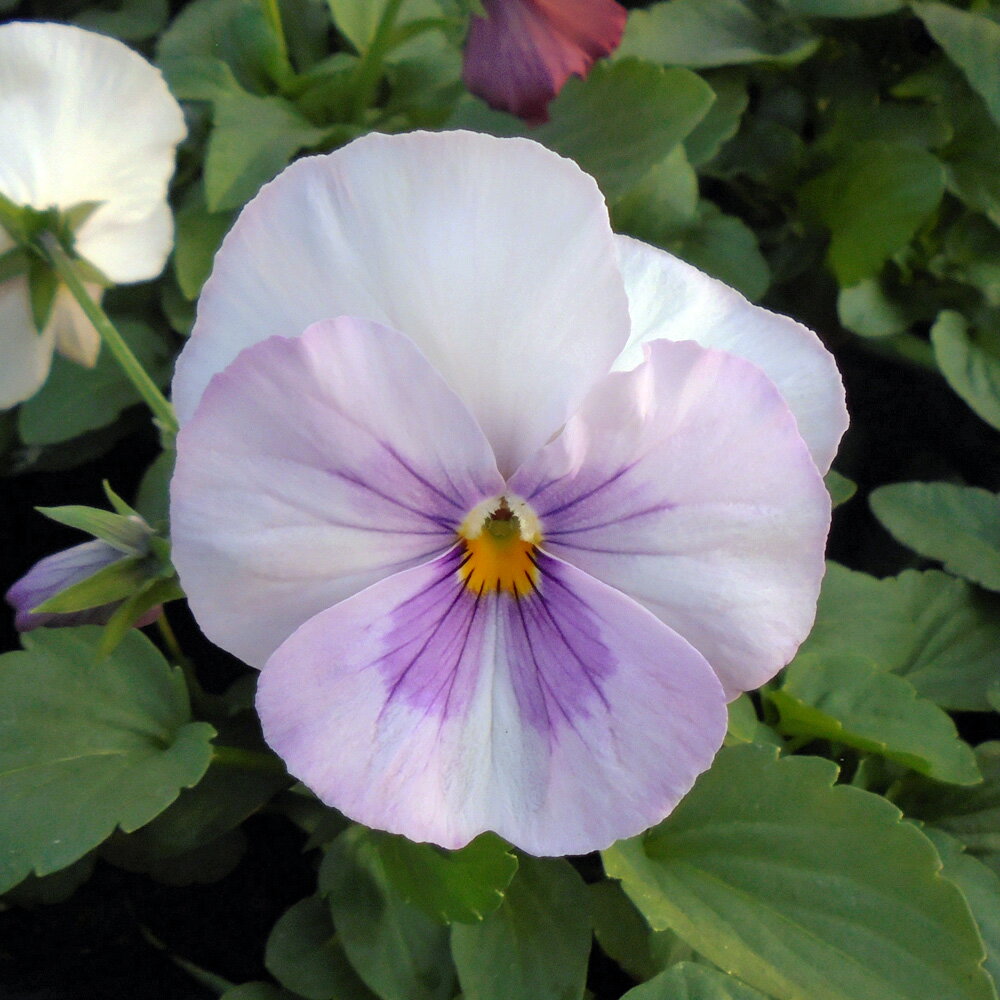 パンジー 苗 LRパシオ ピーチ 4ポットセット