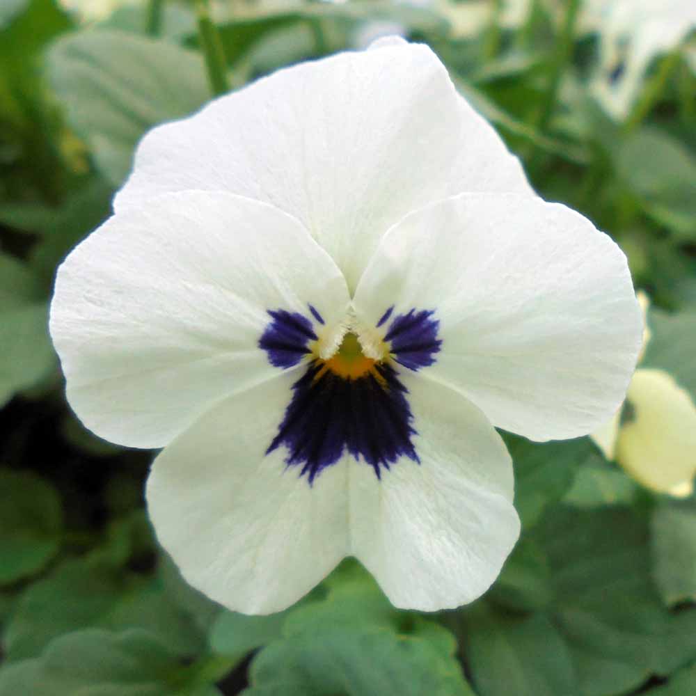 ビオラ 苗 F1ソルベXP ホワイトブロッチ 4株