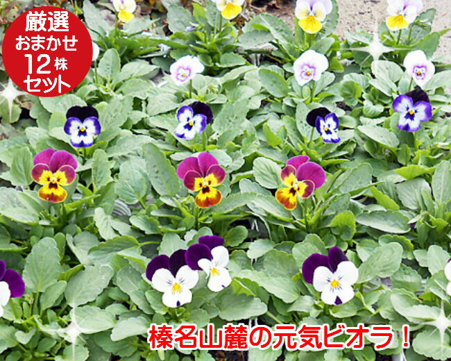 榛名山麓で育ったビオラ 苗 厳選 12株セット カラーは当店おまかせのサムネイル