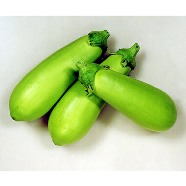 夏季蔬菜 - カネコ種苗 ナス 種 万寿満茄子（ますみ）100粒