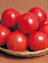 サカタのタネ トマト 種 パルト 100粒