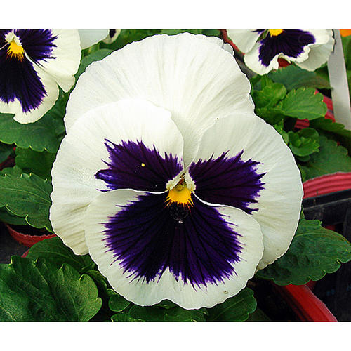 パンジー苗 F1ピカソ ホワイトブロッチ 4ポットセットのサムネイル