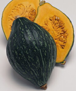 タキイ種苗 かぼちゃ 種 ロロン 100粒...