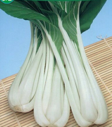 商品特徴 濃緑色のやわらかい葉と純白で肉厚の茎の対照的な味わいが楽しい葉野菜です 商品詳細 ■種苗会社：トーホク ■数量：8ml ■納期について 当該商品は自社販売と在庫を共有しているため、在庫更新のタイミングにより、店舗在庫が在庫切れの場合があります。その場合は、速やかに商品を取寄せ後発送させていただきます。また、メーカー欠品の場合は、やむをえずキャンセルもしくは納期のご相談をさせていただく場合がございます。