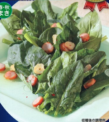 トーホク サラダほうれん草 種 『まろみ』のサムネイル