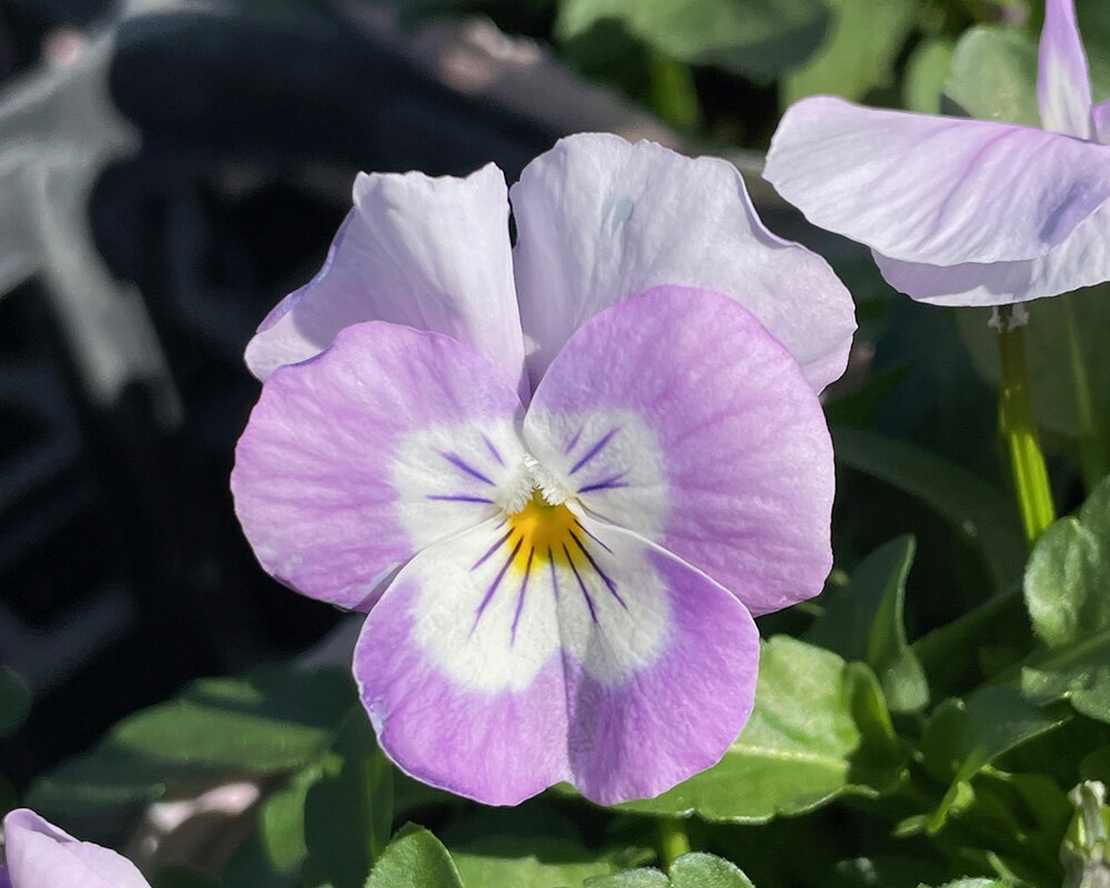 ビオラ苗 F1 ペニー ピンクフェイス 4株