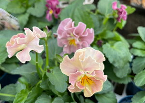 【日付指定不可】佐藤園芸 ビオラ ヌーヴェルヴァーグ アンジュ 3.5号硬質ポット