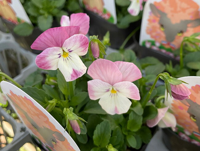 ビオラ 見元園芸 春るるる 3.5号ポット苗のサムネイル