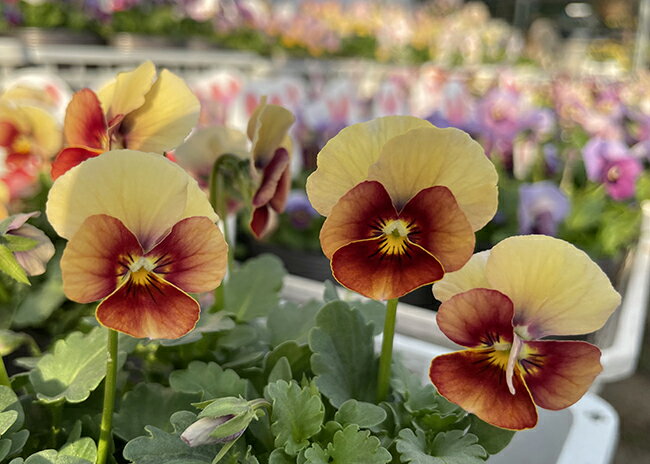 ビオラ 見元園芸 ピーチランド 3.5号ポット苗のサムネイル