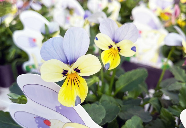 ビオラ 見元園芸クリームソーダ 3.5号ポット苗のサムネイル