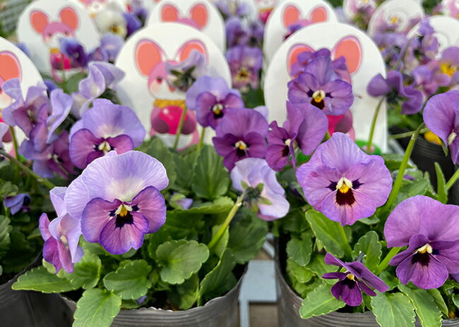 ビオラ 見元園芸 チェリーズ 3.5号ポット苗のサムネイル