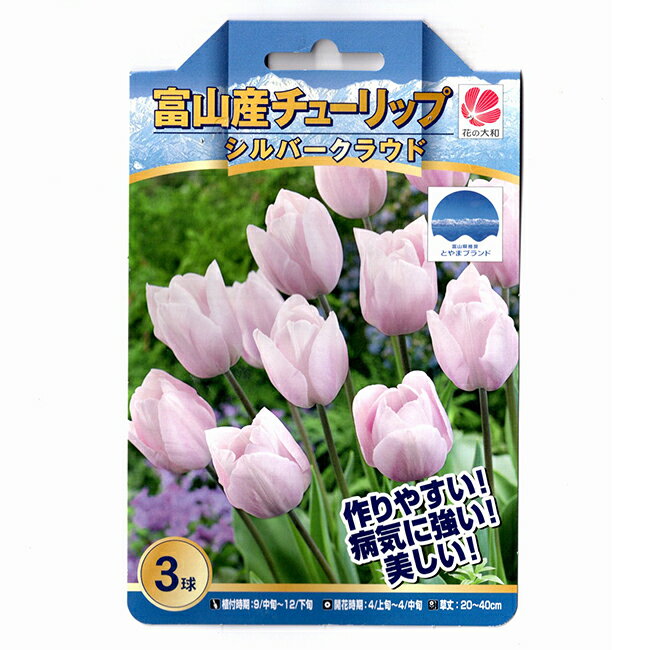 富山産 チューリップ 球根 シルバークラウド 3球のサムネイル