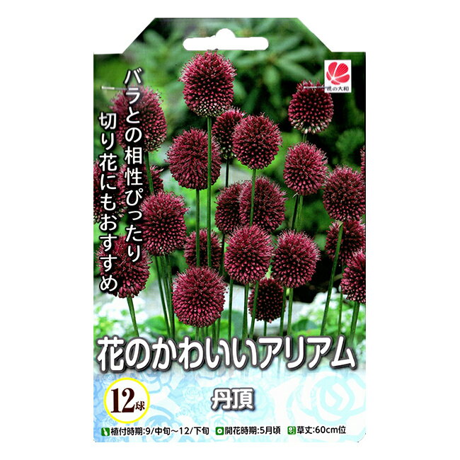 花の大和 アリアム球根 花のかわいいアリアム 丹頂 12球