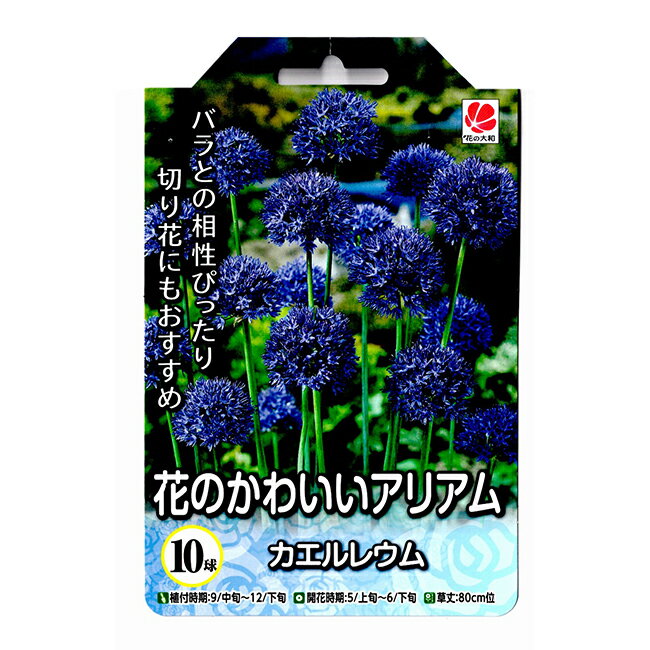 花の大和 アリアム球根 花のかわいいアリアム カエルレウム 10球