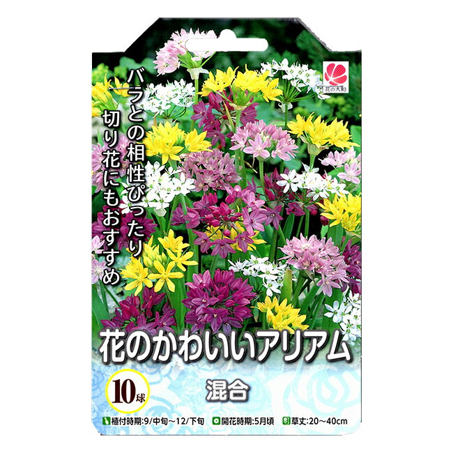 花の大和 アリアム球根 花のかわいいアリアム 混合10球