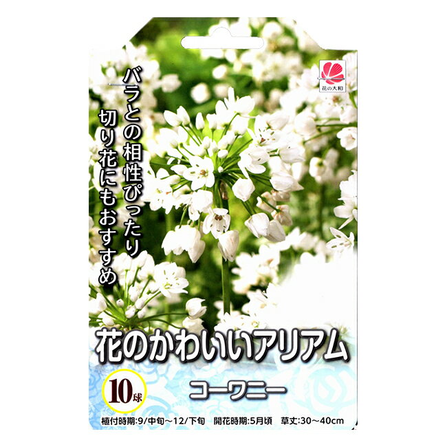 花の大和 アリアム球根 花のかわいいアリアム コーワニー 10球