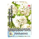 花の大和 アリアム球根 花のかわいいアリアム アンプレクタンス 12球