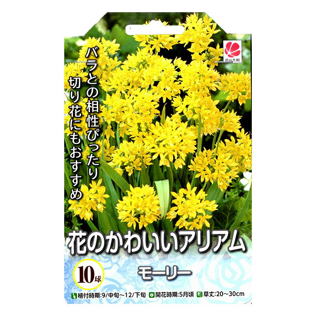 花の大和 アリアム球根 花のかわいいアリアム モーリー 10球