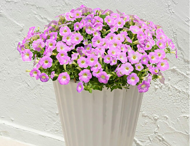 サントリーフラワーズ サフィニア アート イチゴシェイク 9cmポット苗 2株セットのサムネイル