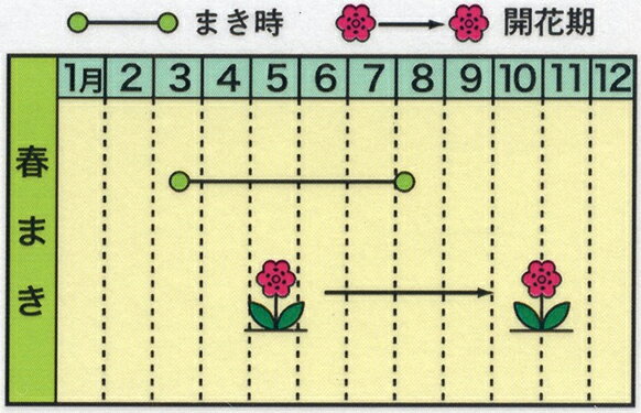 トーホク 花の種 マリーゴールド （オレンジ） フレンチ系