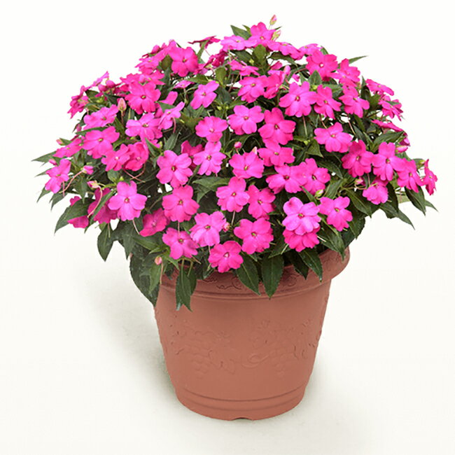 サカタのタネ サンパチェンス ローズピンク 3.5号ポット苗のサムネイル