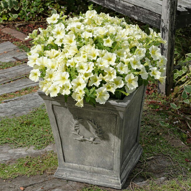 サントリーフラワーズ サフィニア イエロー 9cmポット苗 2株セットのサムネイル