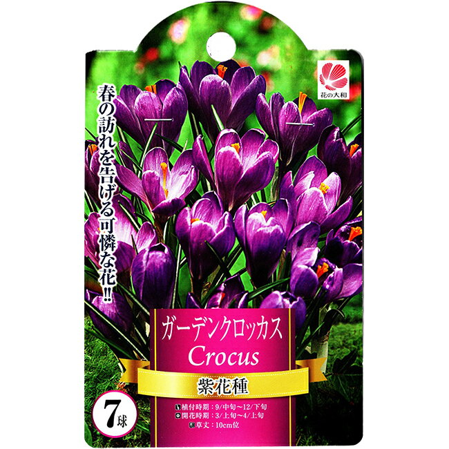 花の大和ガーデンクロッカス球根紫花種7球