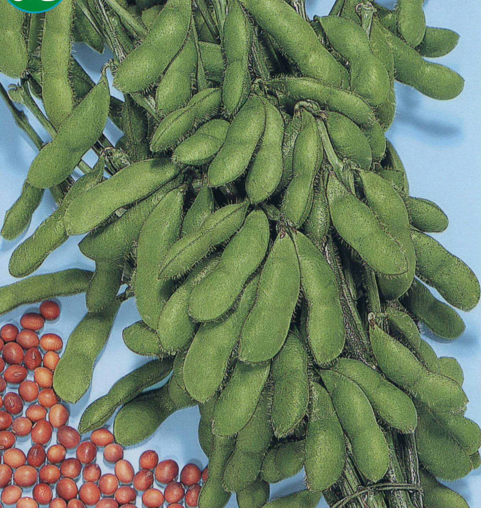 商品特徴 独特の甘さと極めて高い香りのある茶豆です。90日位で収穫できる中生種です。 商品詳細 ■種苗会社：トーホク ■数量：25ml ■納期について 当該商品は自社販売と在庫を共有しているため、在庫更新のタイミングにより、店舗在庫が在庫切れの場合があります。その場合は、速やかに商品を取寄せ後発送させていただきます。また、メーカー欠品の場合は、やむをえずキャンセルもしくは納期のご相談をさせていただく場合がございます。