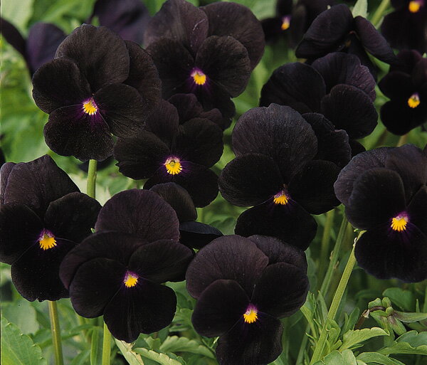 ビオラ 苗 ソルベ ブラックデライト 4ポットのサムネイル