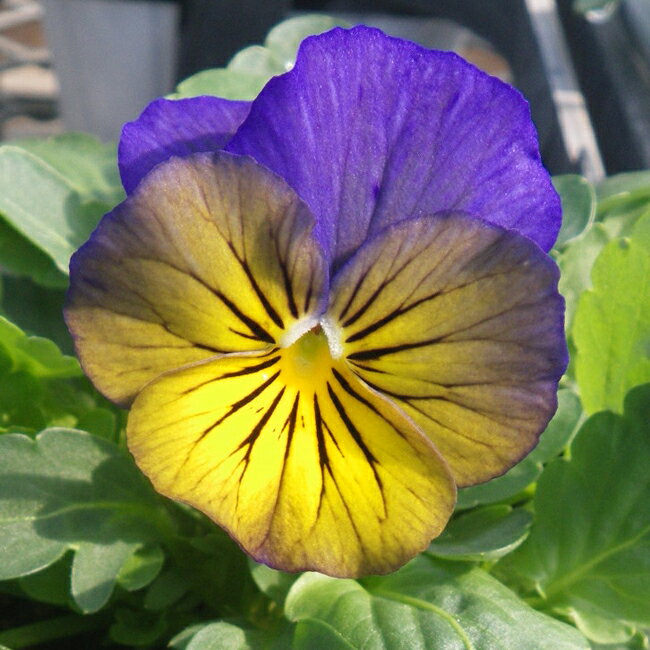 ビオラ 苗 ソルベXP モルフォ 4ポット