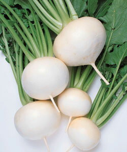 商品特徴●小カブから中大カブまで、随時どりができる。●小カブとしても形質がすぐれ、本命の中大カブどりでは、やや扁円の根形で尻づまりがよく、ス入りも遅い。●肉質はやわらかく甘みがあり、漬物のほか、サラダ用に通用する良質性が最大の特長。●病気に強く、むやみな葉伸びはしない。 商品詳細 ■種苗会社：タキイ種苗 ■数量：1dl ■納期について 取寄せ商品の為、通常3～5営業日程で出荷いたしております。メーカー欠品の場合は、ご注文をお受けできない場合や納期をご相談させていただく場合がございます。予めご了承ください。　