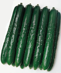 タキイ種苗 キュウリ 種 つや太郎 350粒