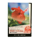 ラミネートフィルム　【ブロマイドサイズ】【100μm】 100枚 その1