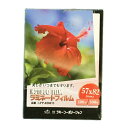 ラミネートフィルム 【57×82mmサイズ】【100μm】 100枚 メニュー表 ポスター DIY POP ポップ 写真 水濡れ防止 汚れ防止 キズ防止 ホット...