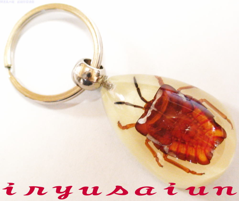 ライチカメムシ 幼虫Specimen key ring昆虫 生物標本キーホルダー 新品 プレゼントギフト おしゃれ 実..