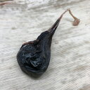 猪肉 胆嚢 たんのう 国内産 天然【ブロック】食品 精肉 ぼたん鍋 ジビエ 天然 お取り寄せ グルメ 贈り物 贈答用 お祝い 内祝い ギフト プレゼント 送料無...