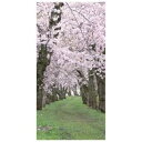 【装飾品 ひな祭り・お花見】タペストリー 桜新緑