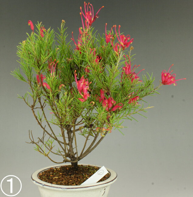 【伊予路園】羽衣の松/貴風盆栽のサムネイル