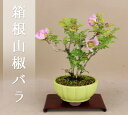 送料無料【数量限定】 箱根山椒バラ (4.5号丸鉢)貴風サイズ(いよじ園)