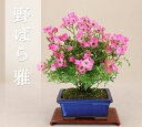 野バラ - 雅 - 小品盆栽 モダンカラー 長方4.5号鉢(肥料1年分・育て方説明書プレゼント) 【いよじ園 伊予路園】