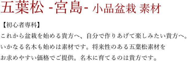 送料無料【盆栽 松】 五葉松 -宮島- 素材 五大特典付 [小品盆栽] いよじ園