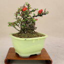 長寿梅 根上り(赤花) 小品盆栽 【雑木盆栽】いよじ園