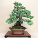 【松盆栽】 五葉松 - 宮島 - 中型サイズ盆栽 (いよじ園)