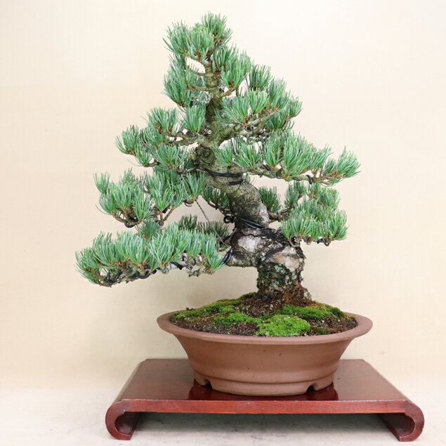 【松盆栽】 五葉松 - 宮島 - 中型サイズ盆栽 （いよじ園）